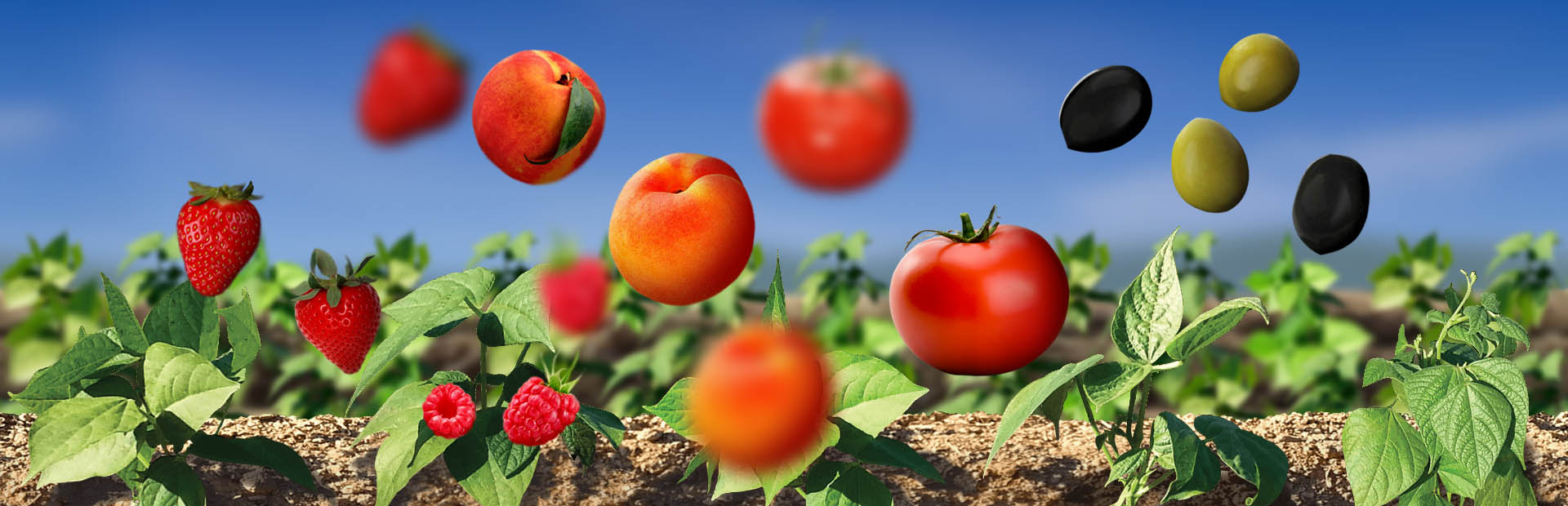 ������վ����